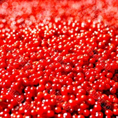 Cranberries