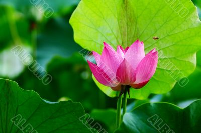 Lotus flower blooming in pond