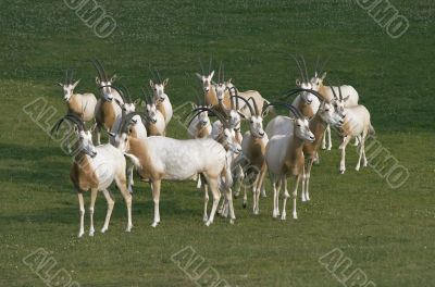 Herd of antelopes