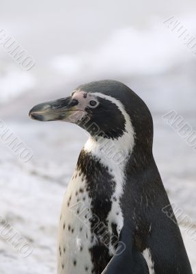 Magellanic penguin Magellanic penguin