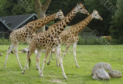 Three giragges Three giragges