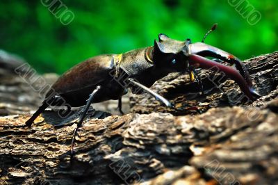 Stag beetle crawling on the trunk of a tree