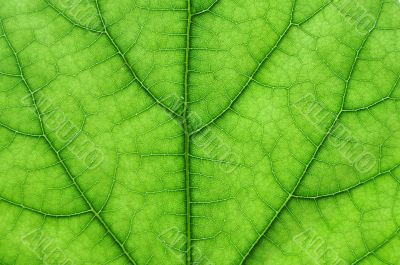 green leaf macro