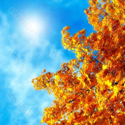 Autumn leaves of maple against the blue sky