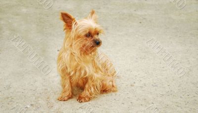 Yorkshire Terrier