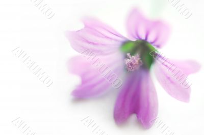 spa purple flower