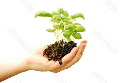 hand with plant