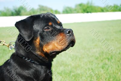 rottweiler rottweiler