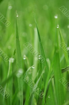 grass with water drops