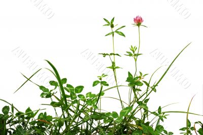 plants isolated over white