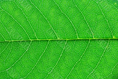 green leaf macro