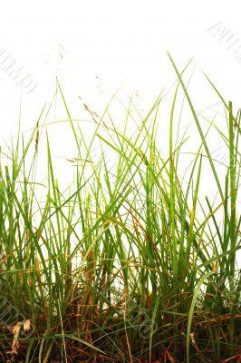 plants isolated over white