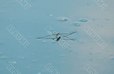 water mosquito