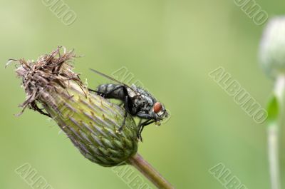 A large flesh-fly A large flesh-fly