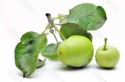 Immature green apple on a branch Immature green apple on a branch