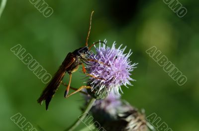 Necydalis majior beetle Necydalis majior beetle