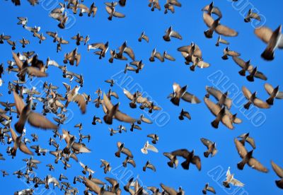 many flying pigeons
