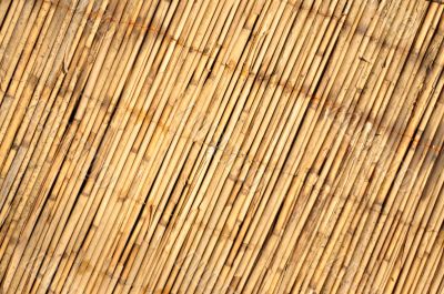 bamboo background