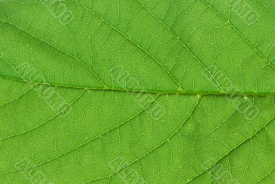 green leaf macro