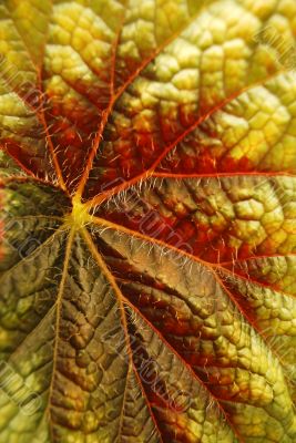 leaf closeup