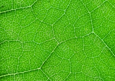 green leaf macro