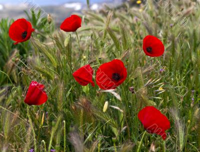 Poppies after rain