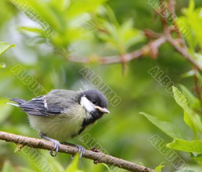 Great tit fledgling