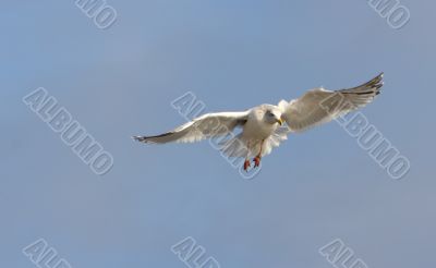 seagull in flight