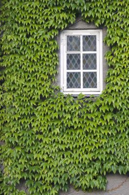 Window with ivy