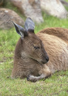 Resting kangaroo