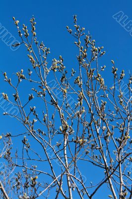 willow branches with buds