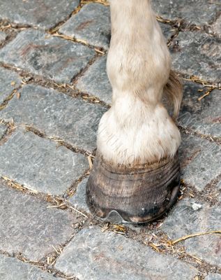 foot and hoof white horse