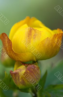 yellow exotic flower closeup