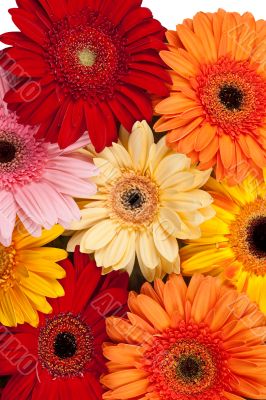 Gerbera background