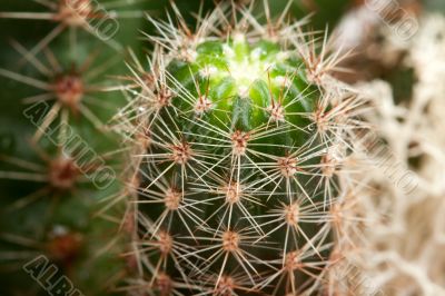 Background from a cactus