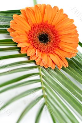orange gerbera