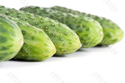 five ripe cucumber closeup