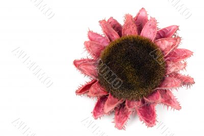 Dried flowers of sunflowers