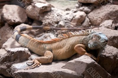 iguana sitting in a stone