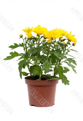 Decorative yellow chrysanthemum in pot