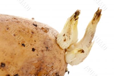 potato sprouts