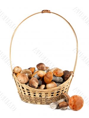 Basket with mushrooms