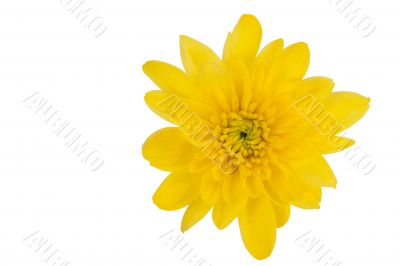 yellow chrysanthemum