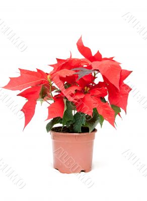 Poinsettia pulcherrima