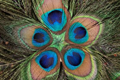 peacock`s feathers