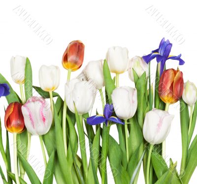 flowers tulips, iris