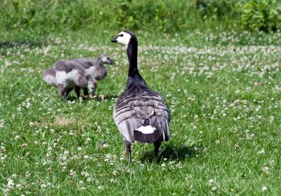 duck with large ducklings