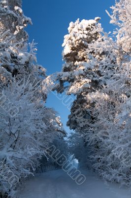 trail in the winter forest