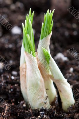 young green sprout