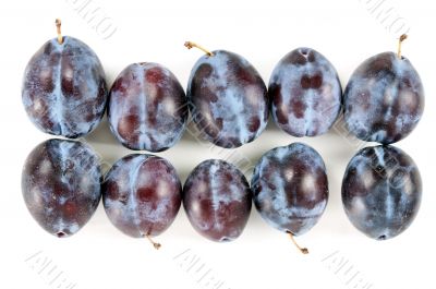 Ripe plums arranged in rows